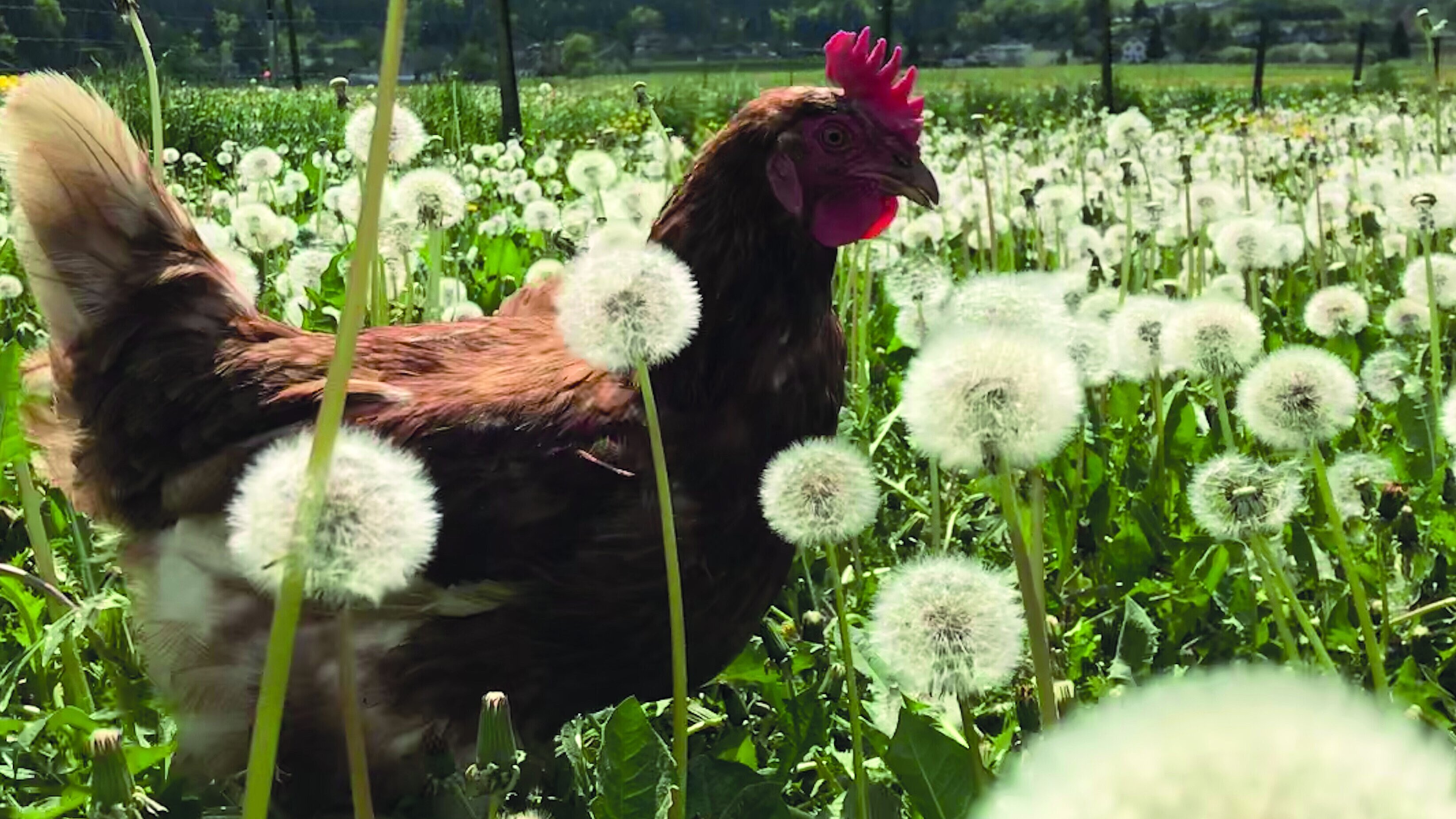 Dornbirn / Rohrbach (ehemals Alois Florian)