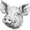 Das Bild zeigt den Kopf eines Schweins in einem schlichten, skizzenhaften Stil. Die Ohren sind beweglich und der Gesichtsausdruck wirkt neugierig. Die Zeichnung ist monochrom und betont die charakteristischen Merkmale des Schweins.