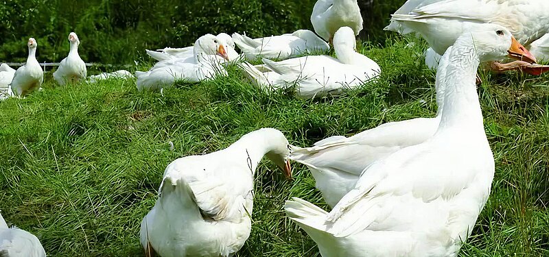 Eine Gruppe von weißen Gänsen liegt auf grünem Gras. Einige Gänse sind näher zur Kamera, während andere im Hintergrund sichtbar sind. Das Bild vermittelt ein friedliches, ländliches Bild von Tieren in der Natur.