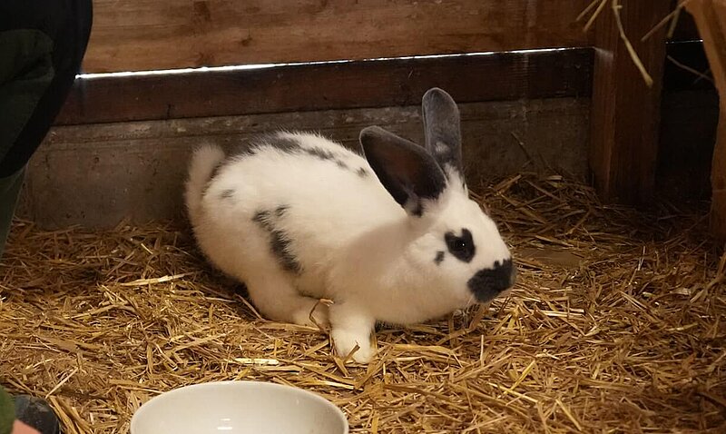 Ein kleiner weißer Kaninchen mit schwarzen Flecken sitzt auf Stroh. Es hat große Ohren und schaut aufmerksam umher. Vor ihm steht eine flache Schüssel.