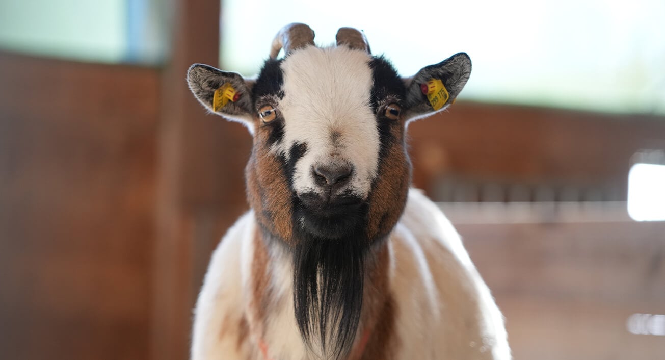 "Wir lieben es, den Pflanzen und Tieren zu helfen."