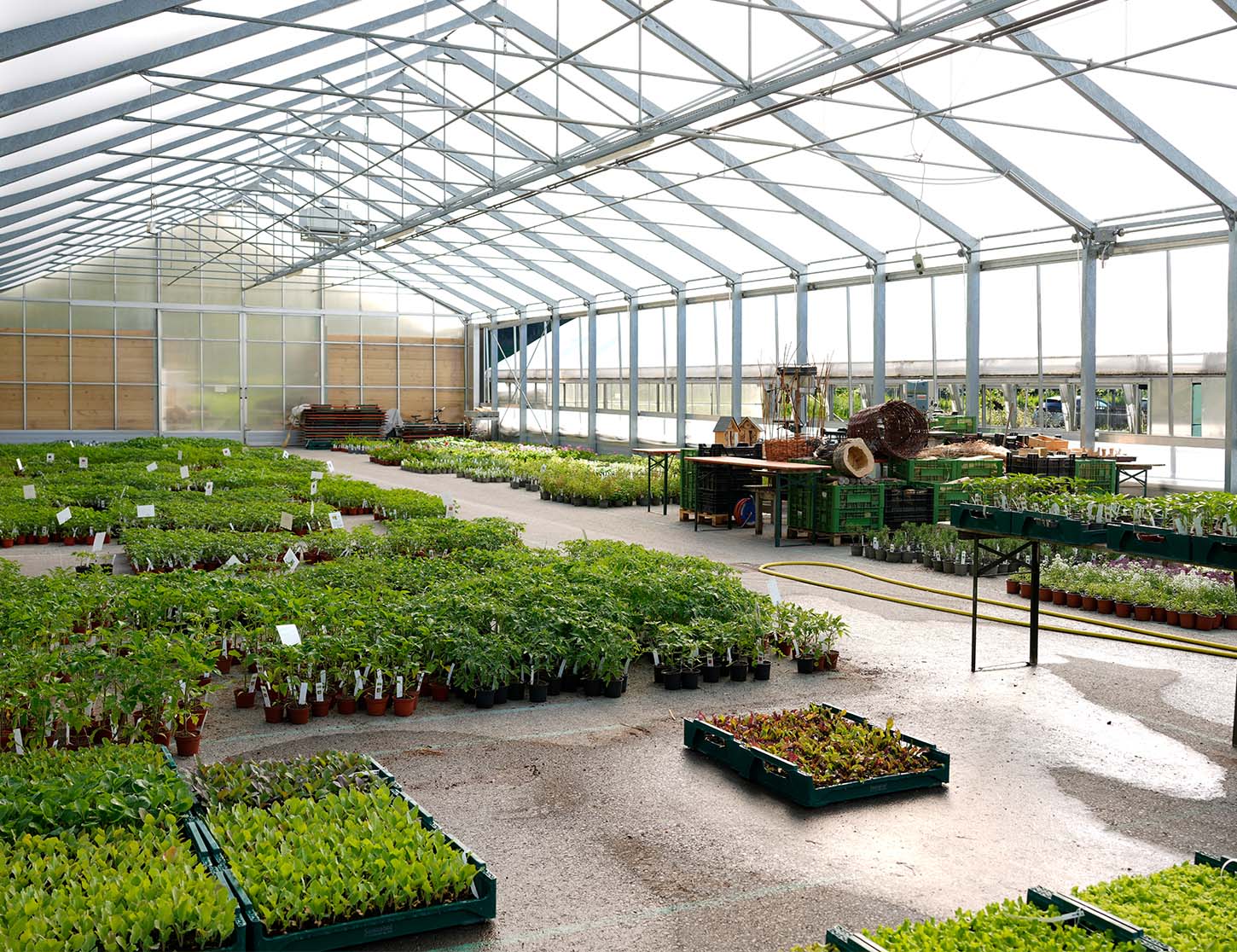Das Bild zeigt ein großes Gewächshaus mit einer Vielzahl von Pflanzen in Töpfen. Die Pflanzen sind ordentlich in Reihen angeordnet, und die transparente Dachkonstruktion lässt viel Licht hinein. Im Hintergrund sind einige Werkzeuge und Holzmaterialien sichtbar.