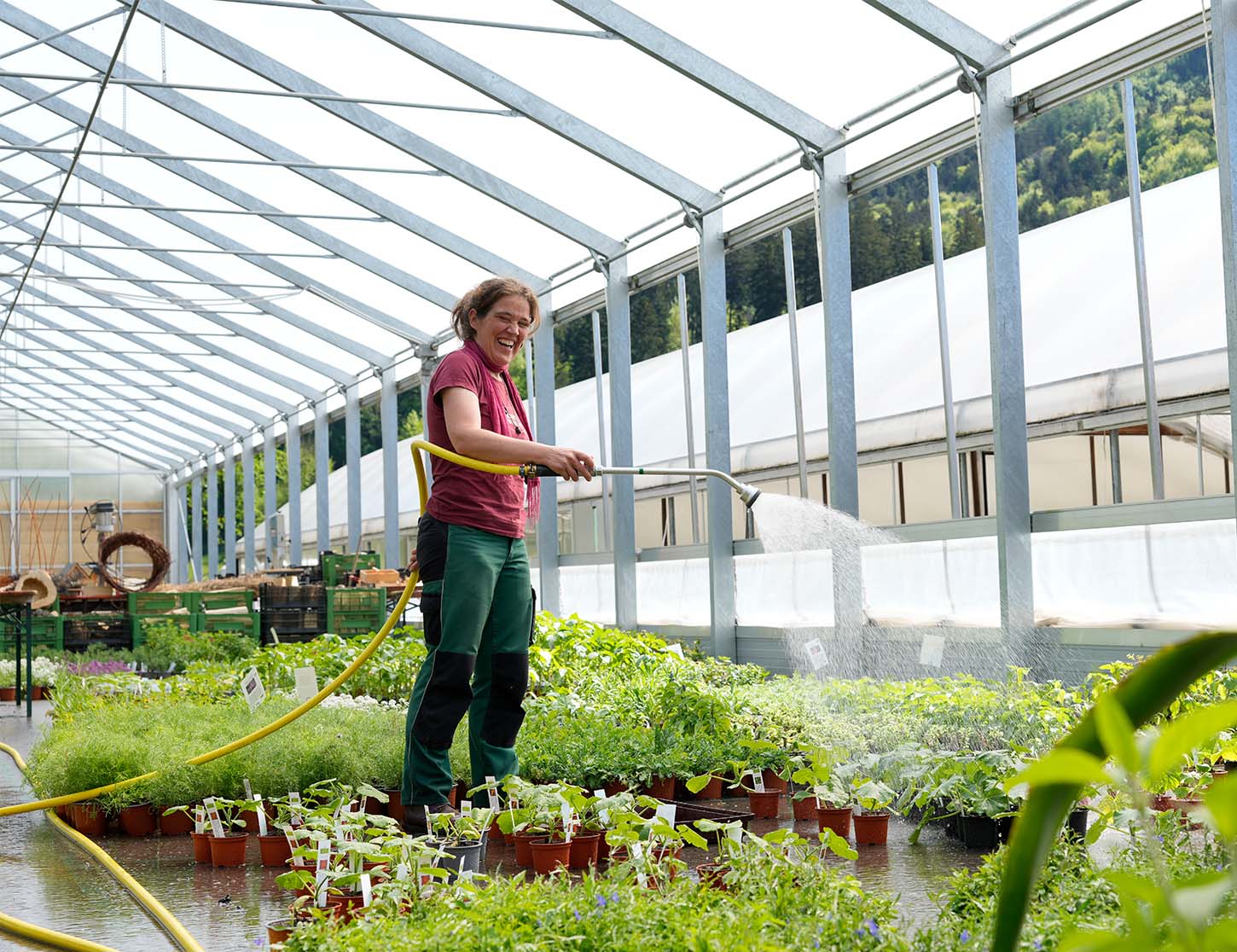 Eine lächelnde Frau wässert Pflanzen in einem Gewächshaus. Sie hält einen Schlauch in der Hand, aus dem Wasser sprüht. Um sie herum sind zahlreiche Töpfe mit verschiedenen Pflanzen und frischem Grün. Tageslicht strömt durch die transparenten Wände des Gewächshauses.