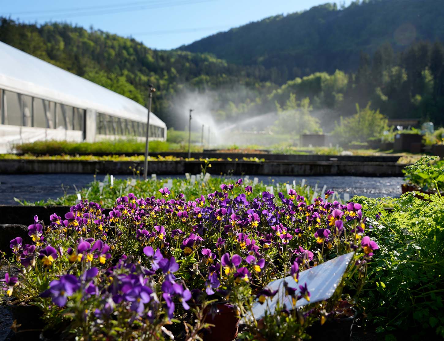 Bunte Blüten von Veilchen in einem Garten, umgeben von grünen Pflanzen. Im Hintergrund sprüht feiner Nebel aus einer Bewässerungsanlage, während die Sonne auf die Landschaft scheint. Sanfte Hügel sind in der Ferne sichtbar.