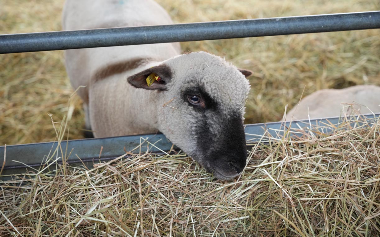 Ein Schaf mit einem hellen, wolligen Fell lehnt sich über einen Zaun. Es hat eine schwarze Schnauze und trägt ein gelbes Ohrmarke. Im Hintergrund ist Stroh zu sehen, das den natürlichen Lebensraum des Schafes darstellt.