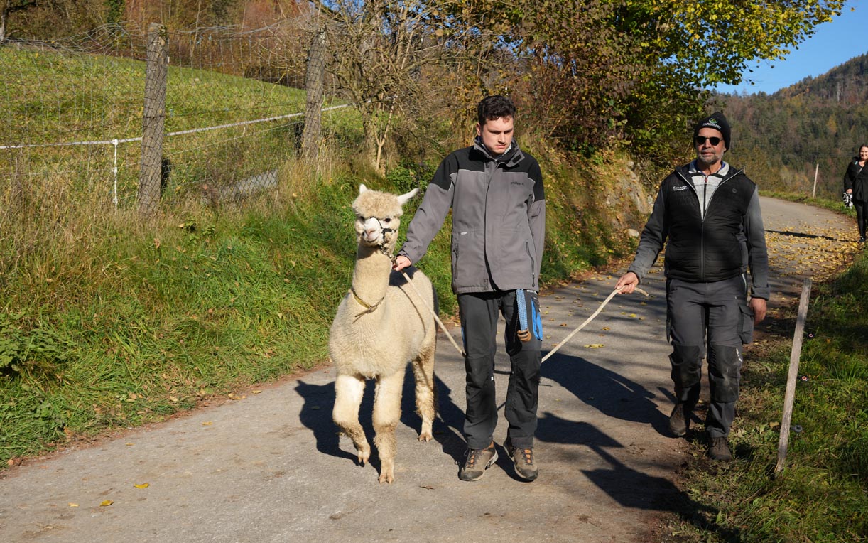 Zwei Männer gehen auf einem Weg in der Natur. Einer hält ein Lama an der Leine, während der andere daneben steht. Die Umgebung ist üppig grün mit Bäumen und einer sauberen Straße.