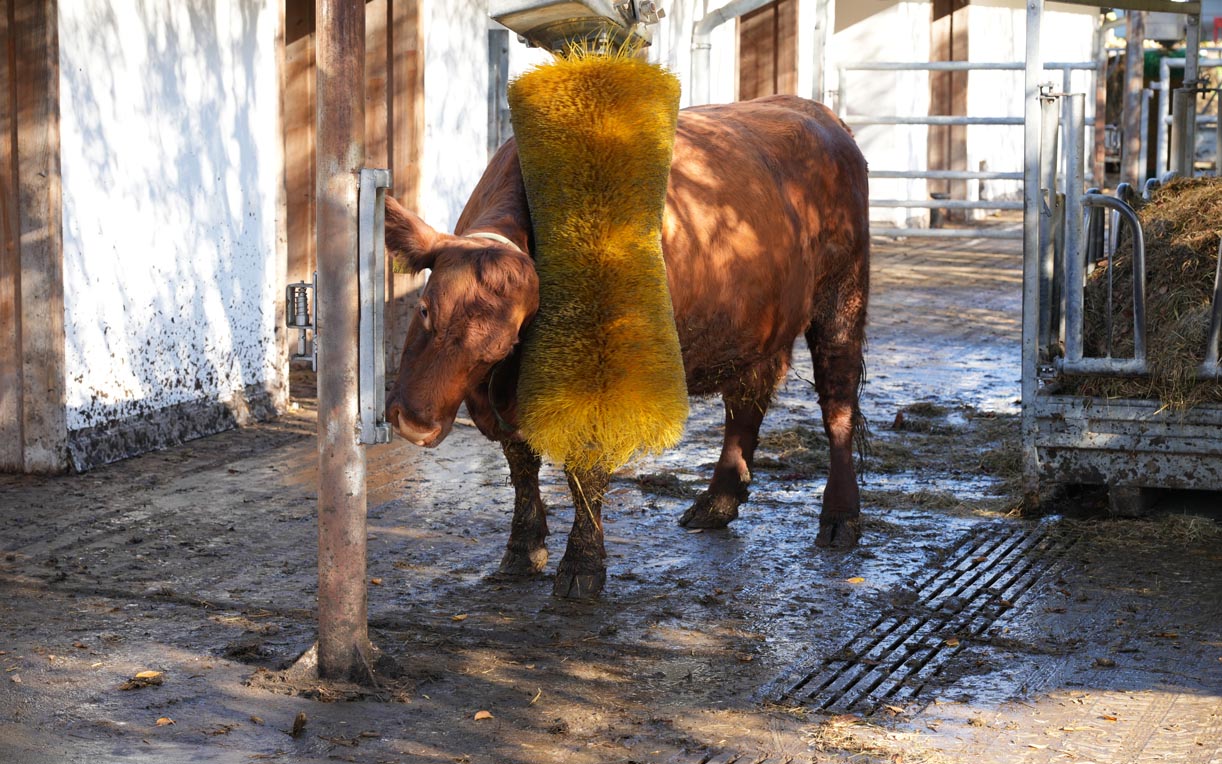 Eine braune Kuh steht in einem Stall. Sie lehnt sich gegen eine Bürste, die an einem Pfosten befestigt ist, um sich zu reinigen. Der Boden des Stalls ist mit Schlamm und Stroh bedeckt. Im Hintergrund sind Stallwände und ein Bereich mit Futter erkennbar.