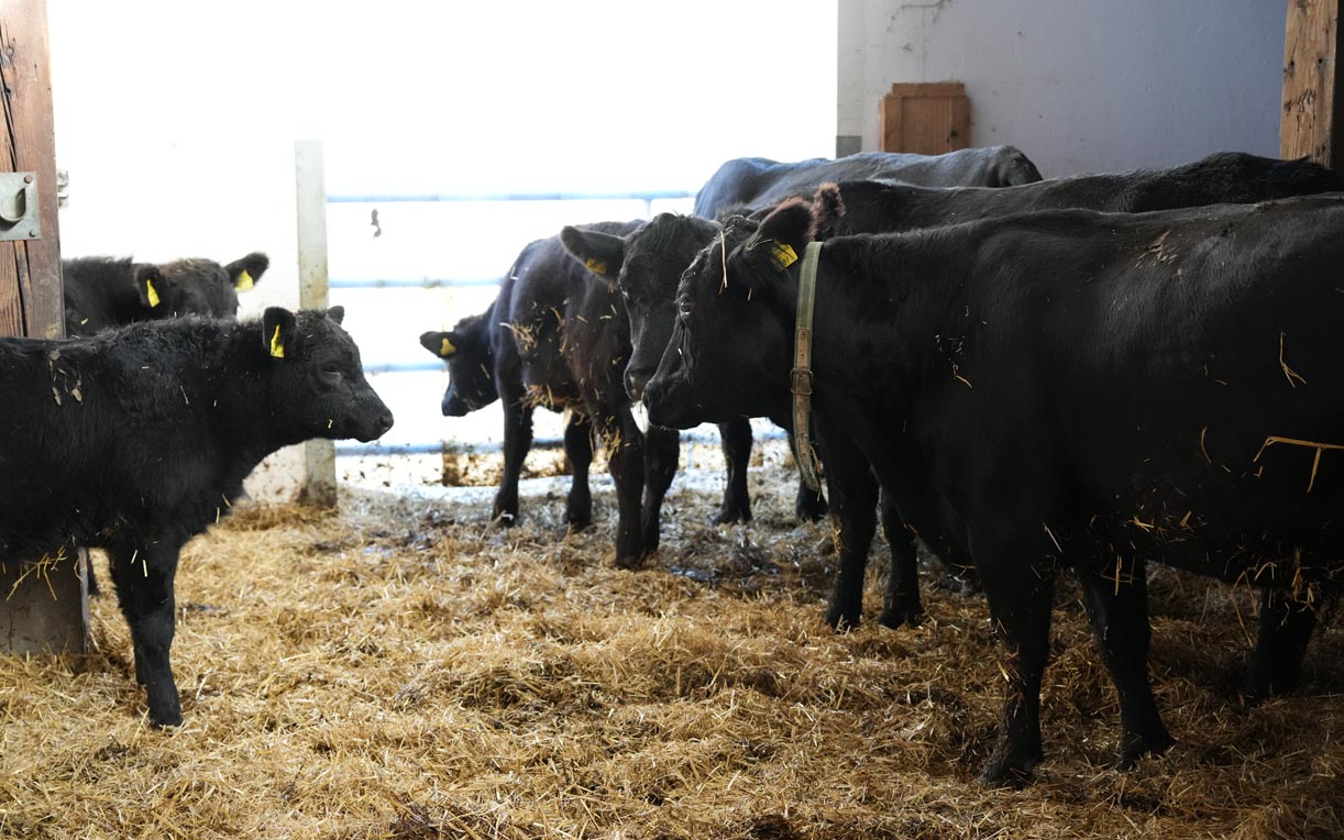 In einem Stall stehen mehrere schwarze Kühe auf Stroh. Eine der Kühe, die in der Mitte sichtbar ist, hat eine gelbe Ohrmarke. Der Raum ist hell erleuchtet, und im Hintergrund sind weitere Kühe zu sehen.