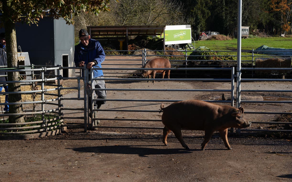 Ein Mann steht an einem Tor auf einem Bauernhof und beobachtet Schweine, die im Hintergrund umherlaufen. Die Szene zeigt eine ländliche Umgebung mit einem klaren Himmel und einigen landwirtschaftlichen Elementen im Hintergrund.