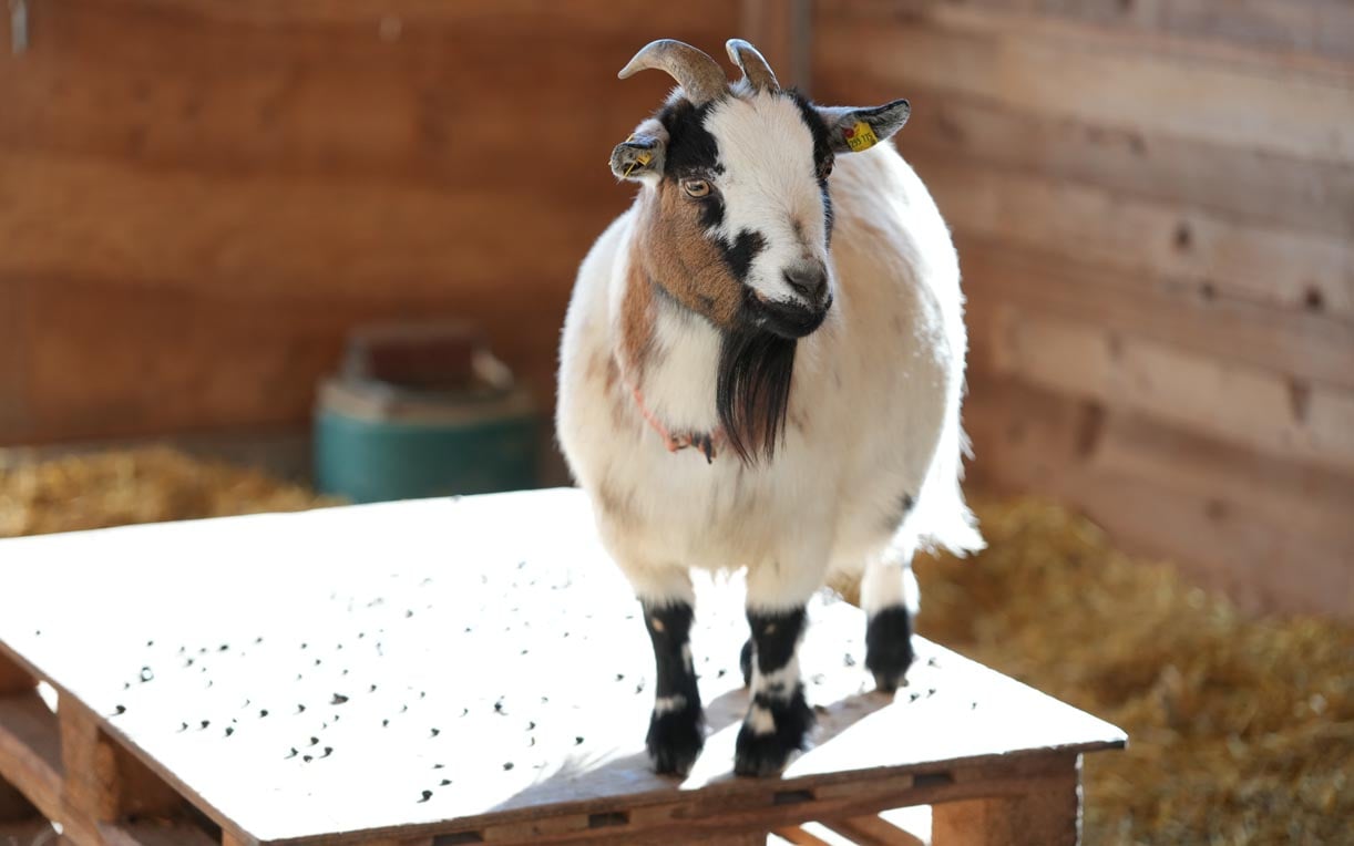 Eine Ziegen steht auf einem Holztisch in einem Stall. Sie hat ein geflecktes Fell in Weiß und Braun sowie eine charakteristische schwarze Schnauze. Ihre Ohren sind aufgestellt, und sie schaut aufmerksam in die Kamera. Im Hintergrund sind Stroh und ein grüner Behälter sichtbar.