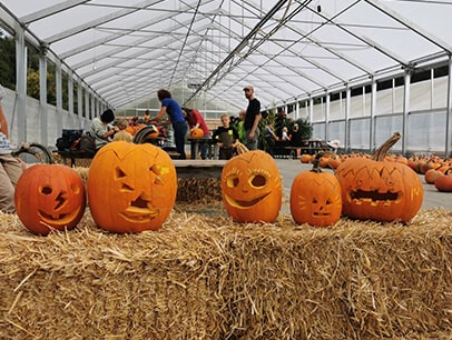 Bald ist wieder Kürbiszeit am Sunnahof!