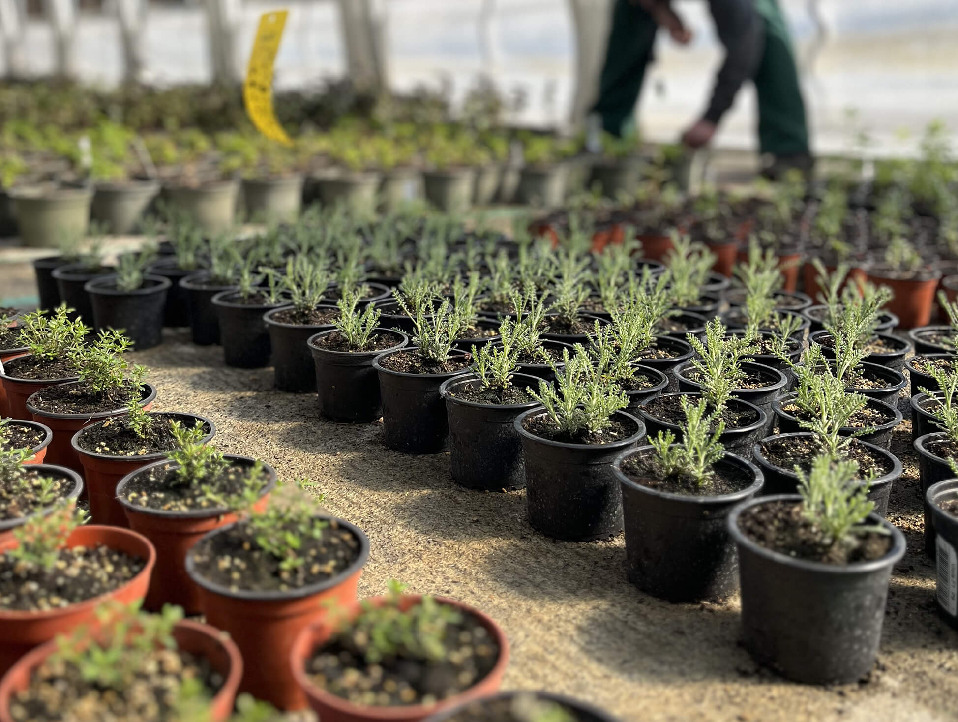 Der Sunnahof am Dornbirner Gartenfestival