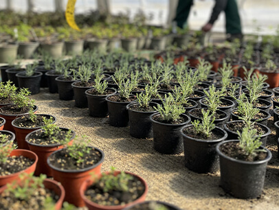 Der Sunnahof am Dornbirner Gartenfestival