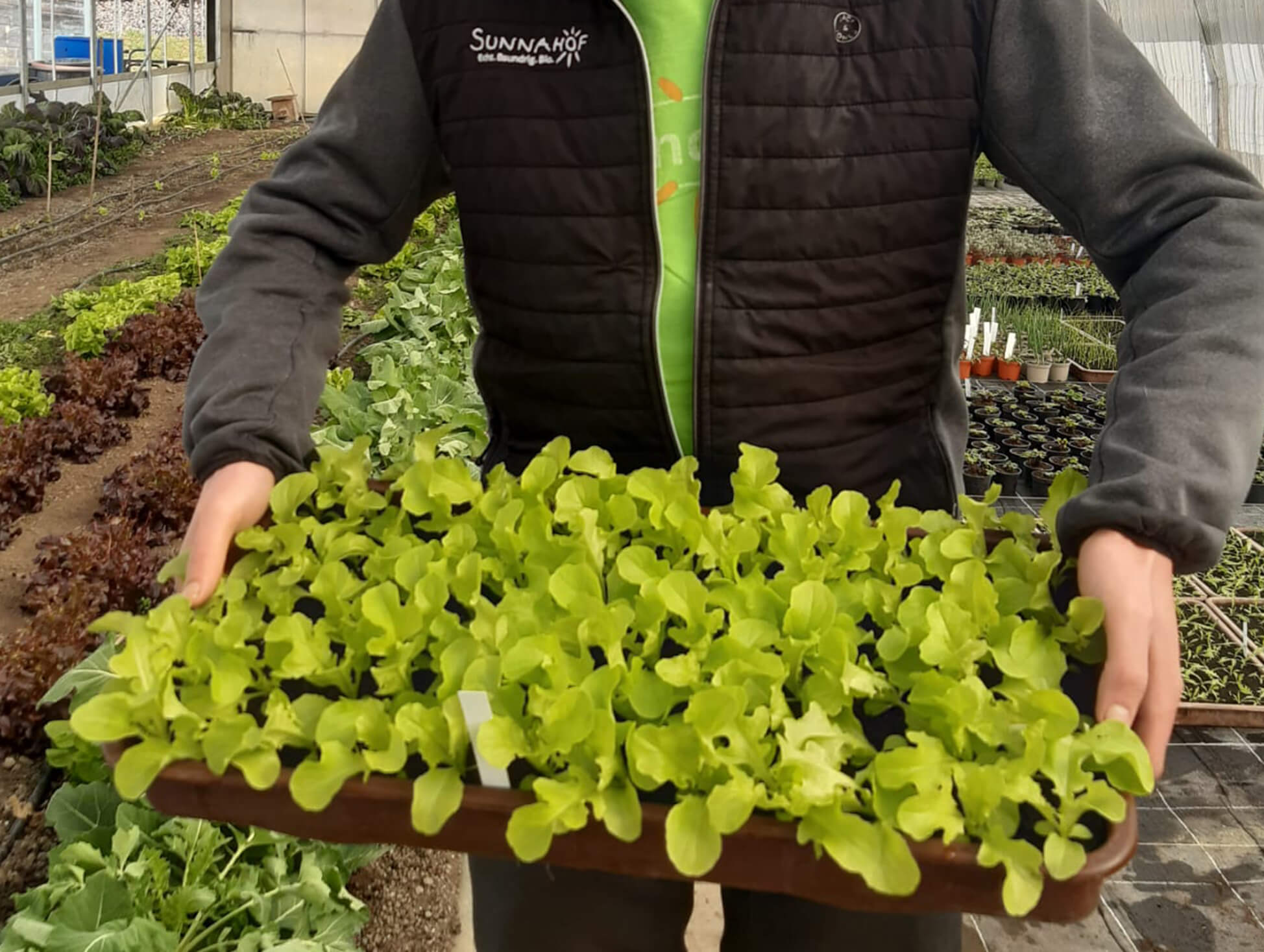 Die Sunnahof-Gärtnerei blüht auf