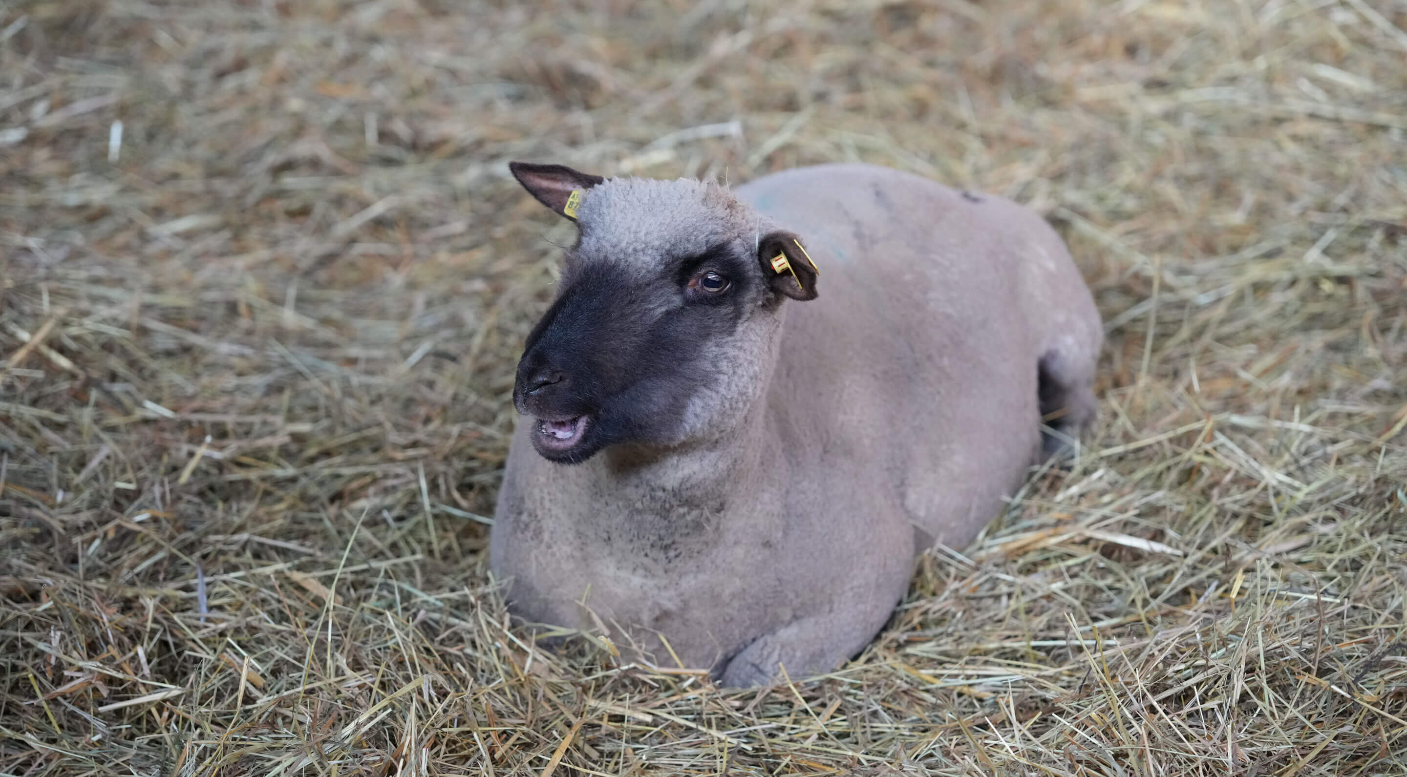 Bio-Ziegenkitz und Bio-Schaflamm