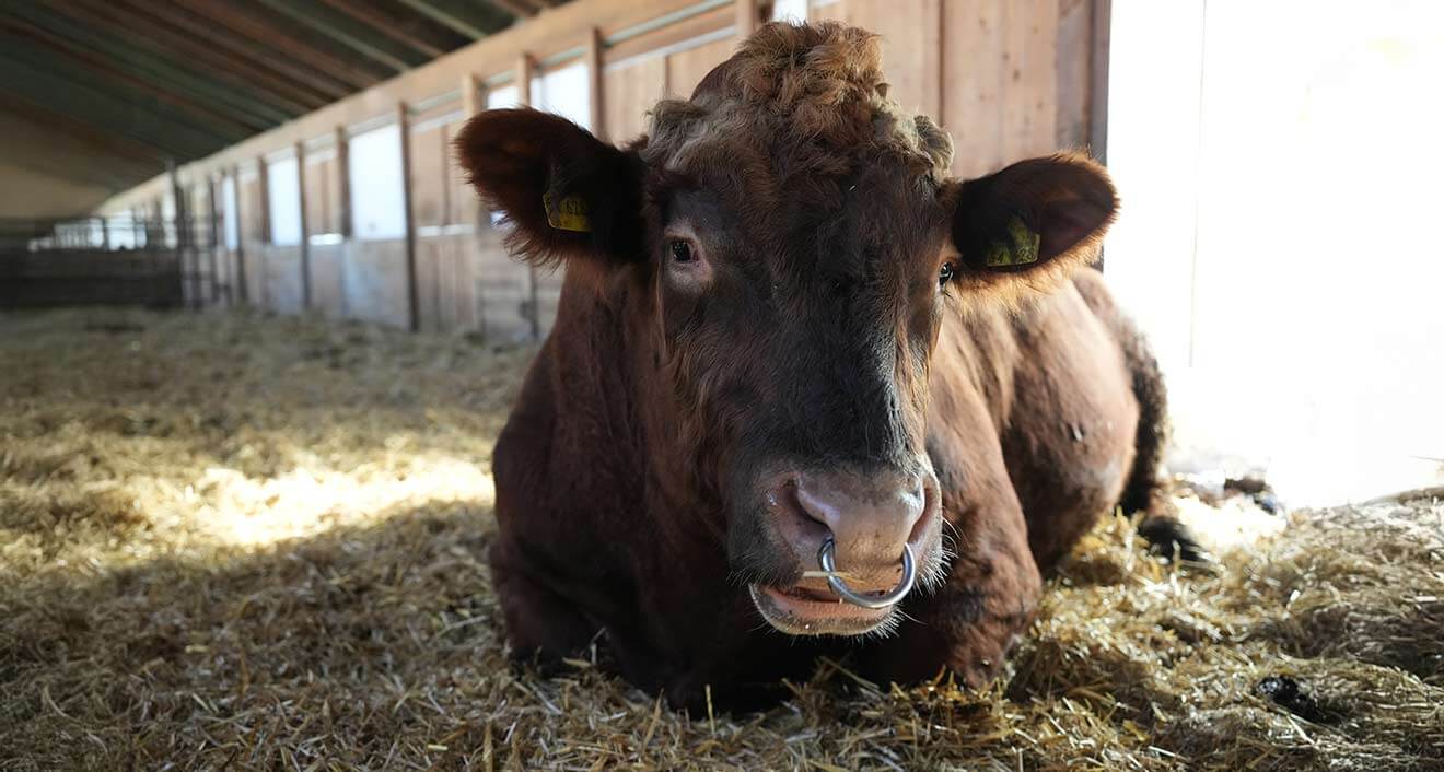 Bio-Rindfleisch von
Black Angus Rind