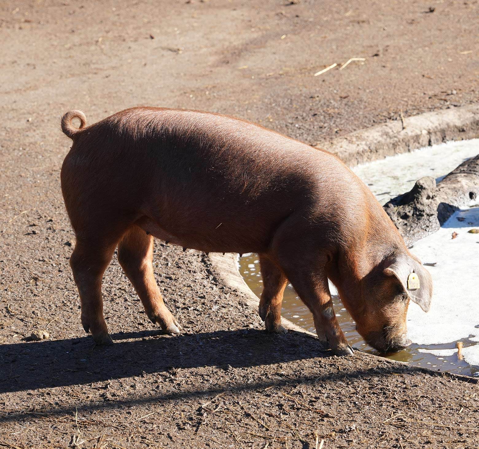 Bio-Schweinefleisch von
Schwäbisch-Hällisches
Landschwein / Duroc