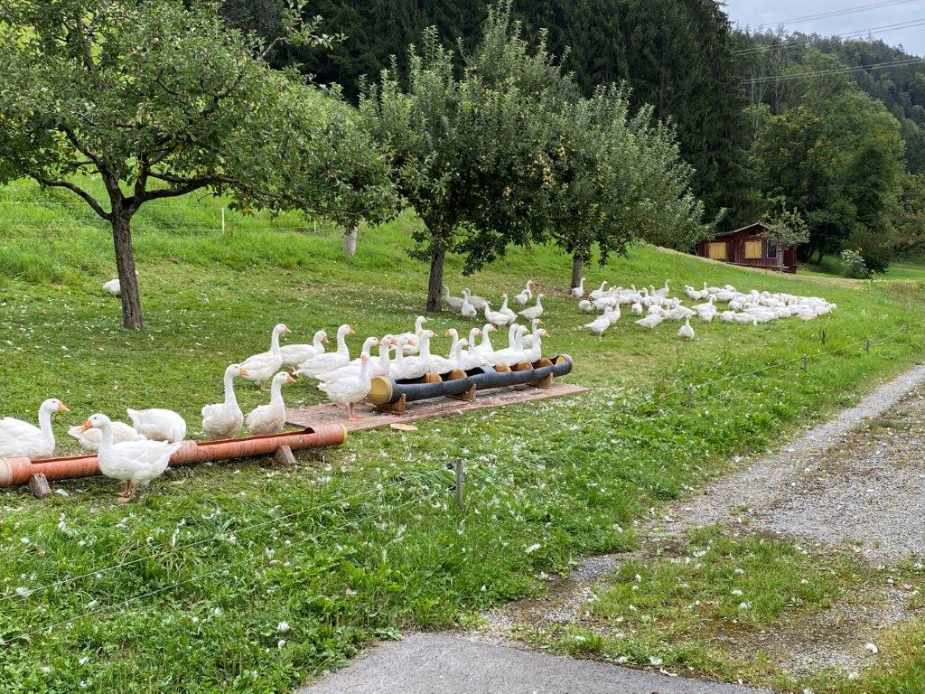 Verkaufstage Dornbirn