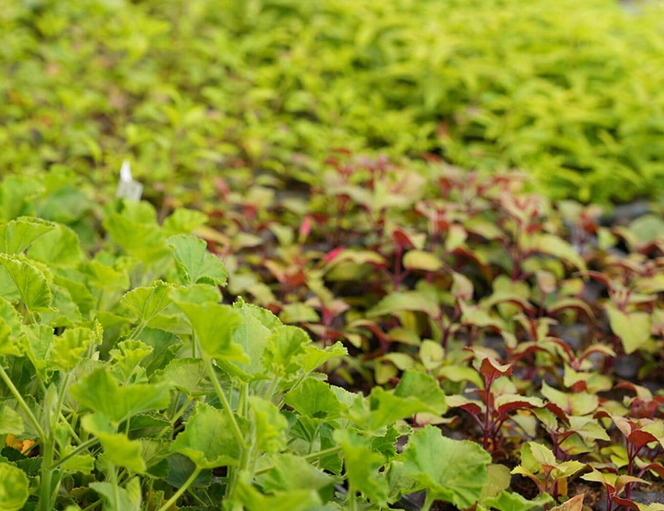 Setzlinge, Kräuter, Blumen