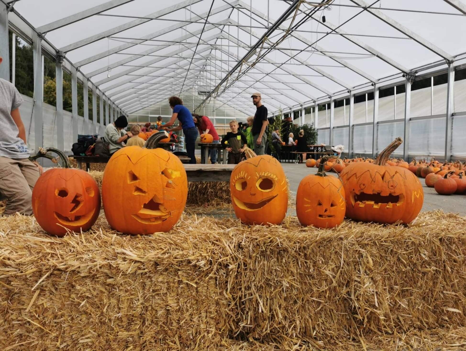 Die Sunnahof-Gärtnerei blüht auf
