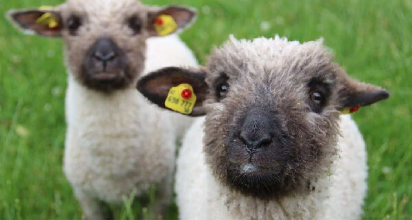 Zwei junge Schafe stehen auf einer grünen Wiese. Eines der Schafe hat ein braunes Gesicht und orangefarbene Ohrmarken. Sie schauen neugierig in die Kamera. Das Bild vermittelt einen Eindruck vom ländlichen Leben.