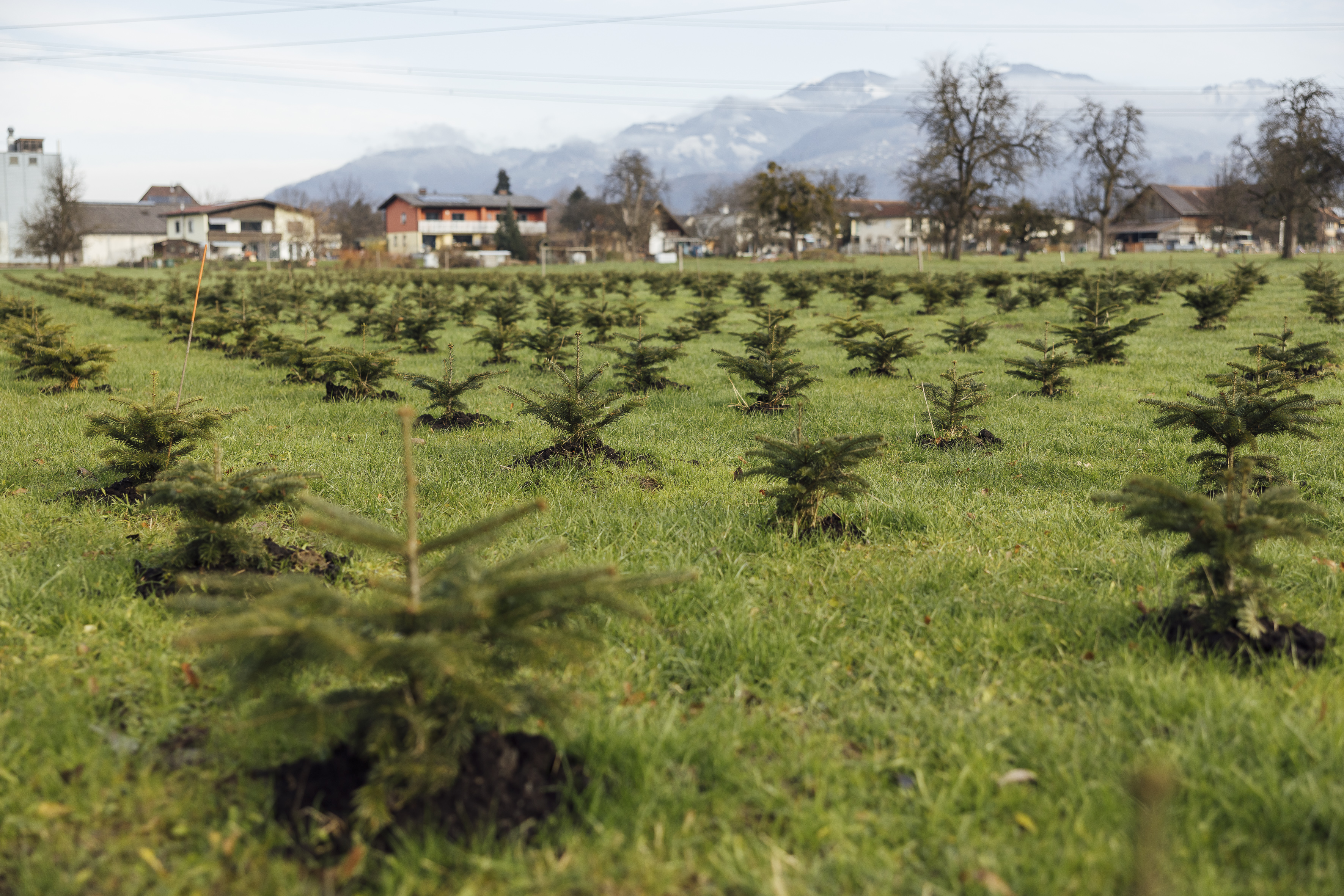 Christbaumkultur in Rankweil