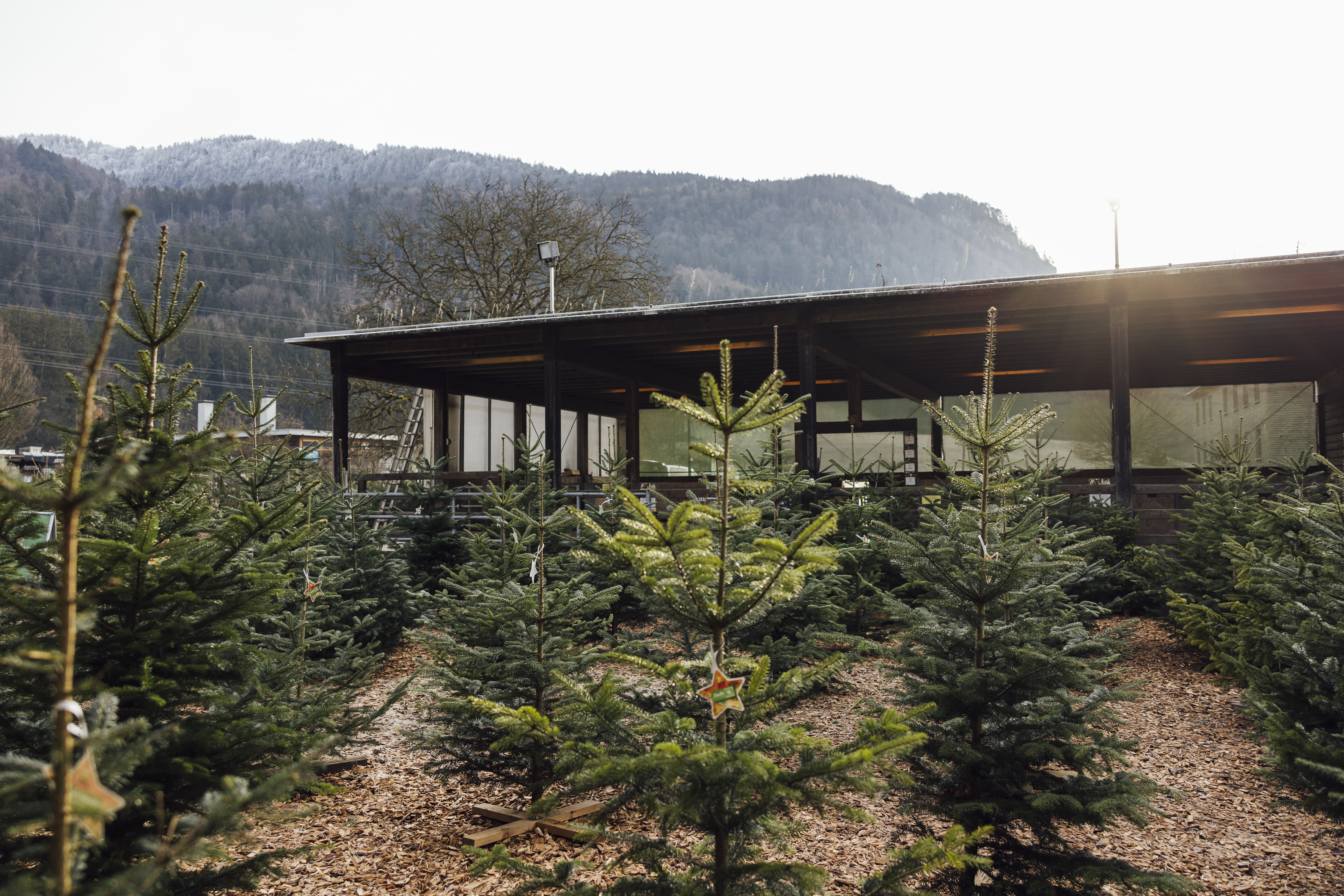 Sunnahof Ambiente auch beim Christbaumverkauf