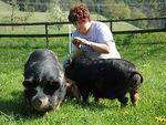 Eine Frau füttert zwei Schweine.