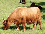 Sunnahof-Rinder ernähren sich ausschließlich von Gras und selbst geerntetem Heu.