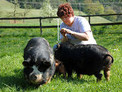Eine Frau füttert zwei Schweine.