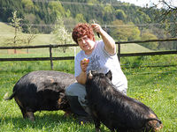 Ein Frau füttert zwei Schweine.